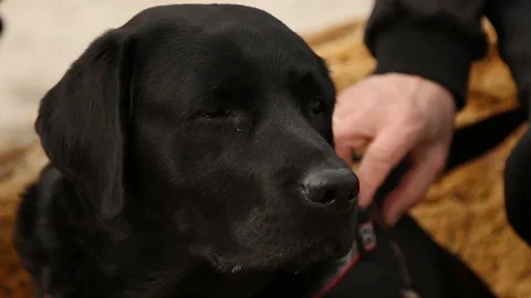 Man stroking a dog Stock Footage 86906133