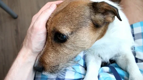 Man stroking a dog. Jack Russell terrier Stock Footage 87732919