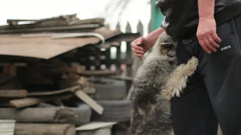 Man stroking  the dog-mongrel outside Stock Footage 10955247