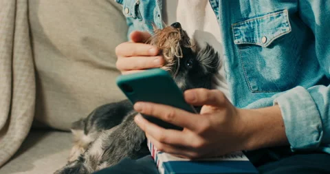 A man is stroking dog, using his phone, ordering food online for pet, an app on Stockbeeldmateriaal 218239067