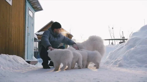 Man stroking a dogs and puppies in the outdoor Stock Footage 59794296
