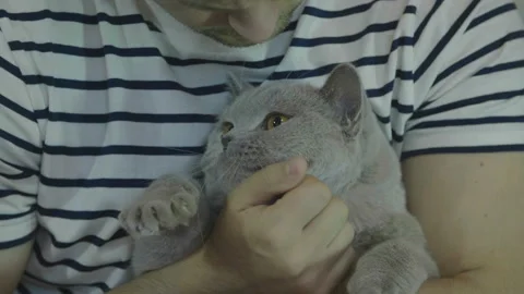 Man stroking his cat and talk with it. Close-up of cat's happy face. 库存影片 120629743