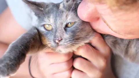 Man is stroking his cat. Stock Footage 252447559