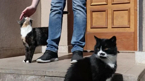Man stroking his cat in front of door of house Stock Footage 151647119