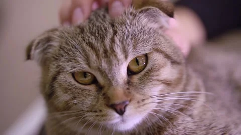A man is stroking his cat, which is lying on his desk Stock Footage 143471112