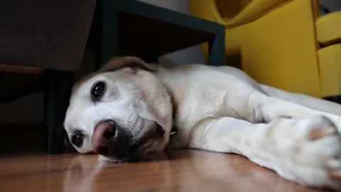 Man stroking his dog Stock Footage 137907292