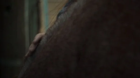 Man stroking his horse back Stock Footage 83184474