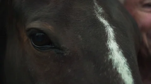 Man stroking his horse Stock Footage 83184465