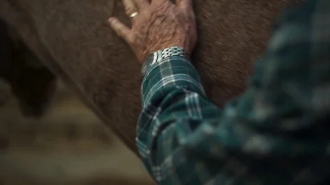 Man stroking his horse Stock Footage 83305682