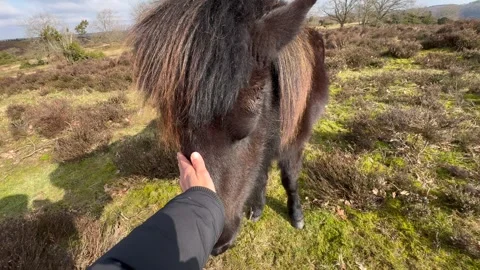Man stroking a horse. The concept of human-nature relations Stock Footage 269684751
