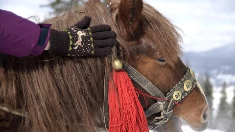 Man stroking a horse in the forest Stock Footage 129291465