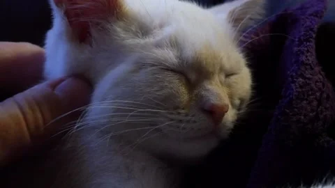 A man stroking a kitten on the head. Video stock 142165615