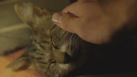 Man stroking a kitten lying in a chairSleeping cat Stock Footage 120892853