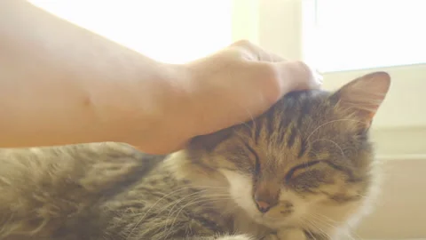 Man stroking a kitten lying on a table Stock Footage 142501856