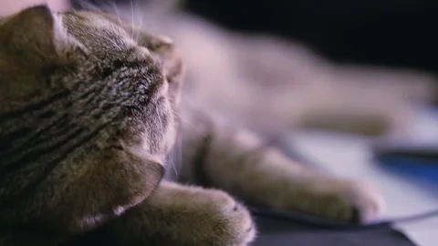 A man is stroking a lop-eared cat lying on his table. Stock Footage 143471130