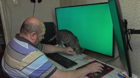 Man Stroking Pet Cat on Office Desk with Two Monitors Stock Footage 336542079