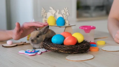 Man Stroking Rabbit in Easter Decorated Kitchen Stock Footage 147396514