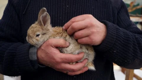A Man Stroking Rabbit Stock Footage 172245401