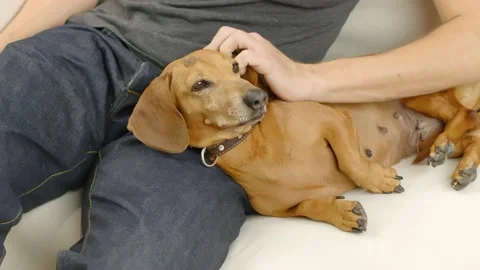 A man stroking a red-haired dachshund. Stock Footage 166452482