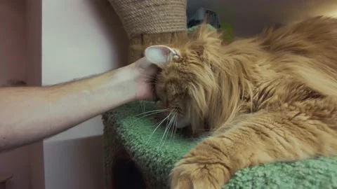 A man stroking a red-haired mainecoon big adult furry on a cat bed Видео 162407014