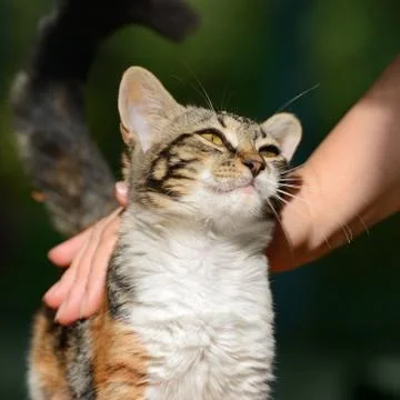 Man stroking a small kitten Foto stock