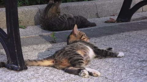 Man is stroking the street cat Stock Footage 94836133
