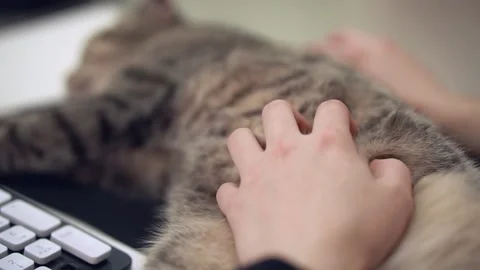 A man is stroking the tummy of a cat lying on his table. Stock Footage 143471597