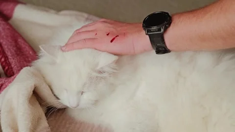 Man Stroking White Cat After Fresh Scratch Wounds in Cozy Home Interior Scene Stock Footage 337930901