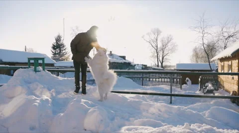 Man stroking a white dog in the outdoor Stock Footage 59794231