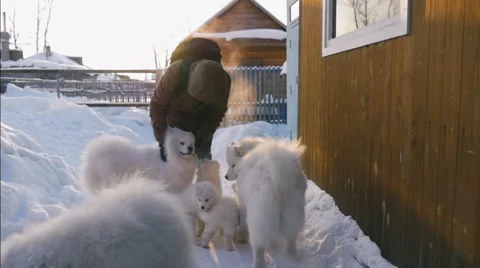 Man stroking white fluffy dogs and puppies Stock Footage 59794321