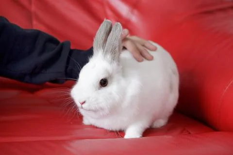 Man stroking a white rabbit sitting on a red couch. Stock Photos