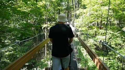 Man with a stroller on Murch Canopy Walk At Holden Arboretum Botanical Garden Stock Footage 78281071