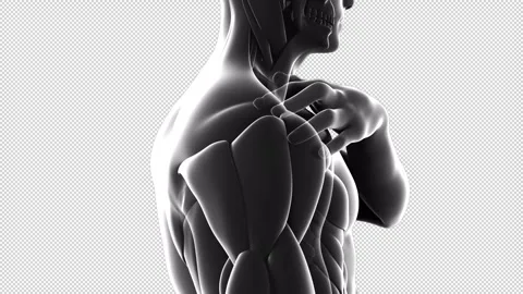 Man Suffering From Shoulder Pain Version 2 Stock Footage 295273923