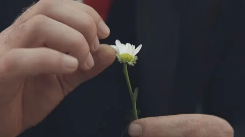 A man in a suit pulls off the petals of a chamomile. Stock Footage 144738022