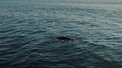 Man in surfing suit floating in the middle of the deep blue ocean. Stock Footage 285729449