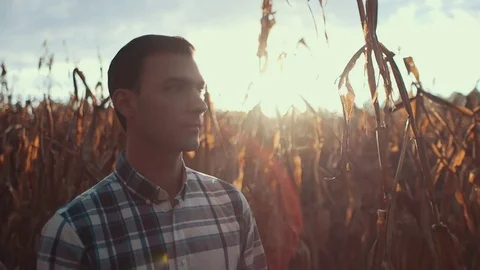 Man Surveys Corn Field During Sunset Stock Footage 81563471