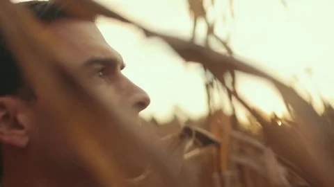 Man Surveys Corn Field During Sunset (Through Stalks) Stock Footage 81563490