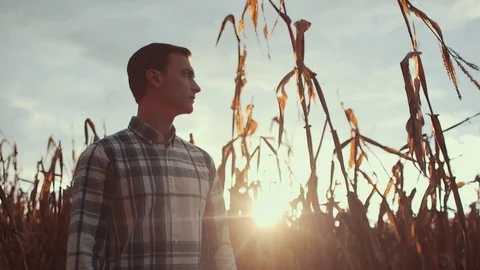 Man Surveys Cornfield During Sunset (Dolly Up) Stock Footage 81563560