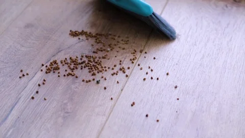 Man sweeping buckwheat from the floor Stock Footage 127499548