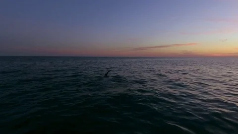 Man Swimming Alone In The Ocean At Sunset Stock Footage 75202169