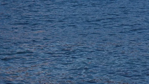 Man Swimming Crawl in the Ocean Stock Footage 88503012