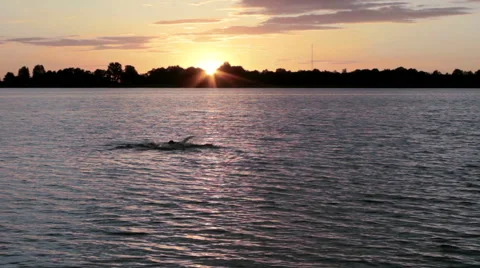 Man Swimming During Sunset Stock Footage 64029620