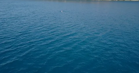 Man swimming front crawl in the open sea Stock Footage 107941993