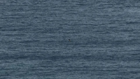 A man swimming in the ocean Video stock 69167934