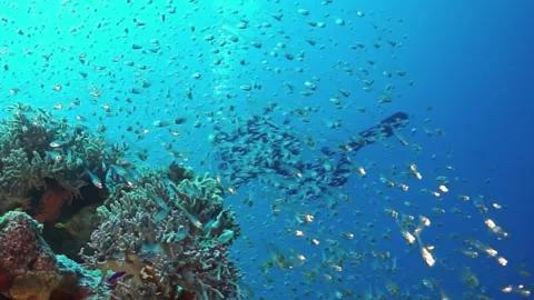 A man is swimming in a school of fish Stock Footage 276346911