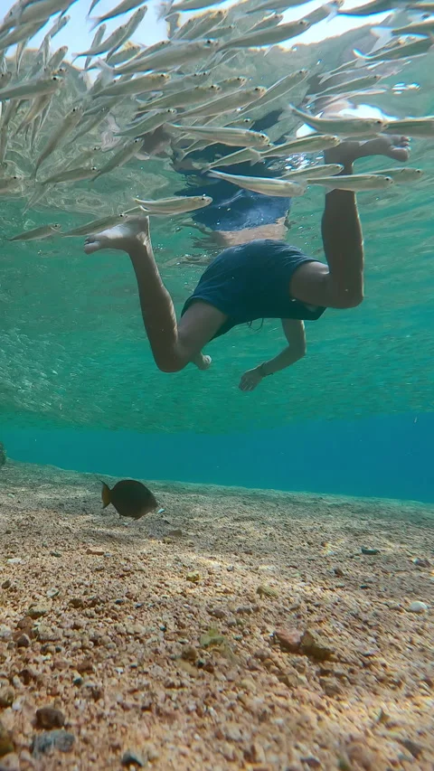 Man swims inside huge school of Atherina in shallow water, fishes swimming Stock Footage 332444466