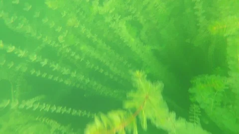 A man swims in a mask underwater in the rays of bright light with a gopro Stock Footage 127376820