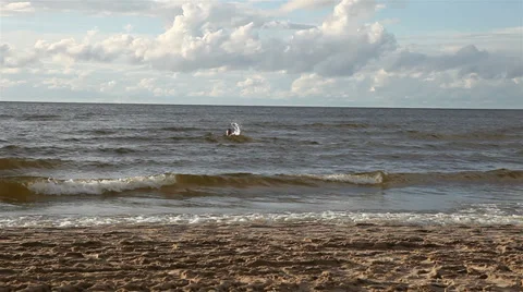 Man swims in the sea Stock Footage 27485585