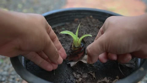 Man take care of small growing banana tree in black plastic plant pot. Stockbeeldmateriaal 186909314
