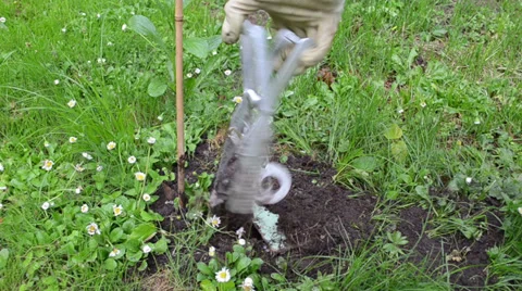 Man take out underground metal mole trap with dead animal Stock Footage 36864897